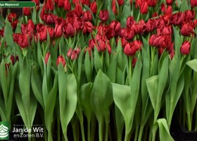 Tulipa Maywood (2)