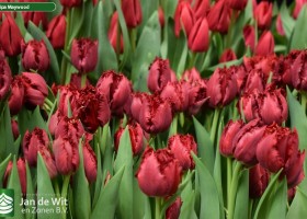 Tulipa Maywood (3)