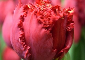 Tulipa Maywood (4)