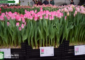 Tulipa Memphis (1)