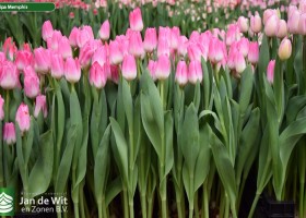 Tulipa Memphis (2)