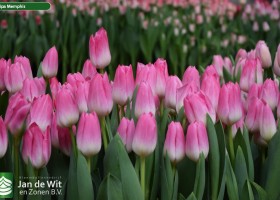 Tulipa Memphis (3)