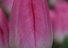 Tulipa Memphis (4)