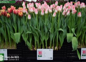 Tulipa Mickey Chic (1)