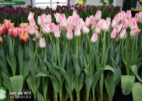 Tulipa Mickey Chic (2)
