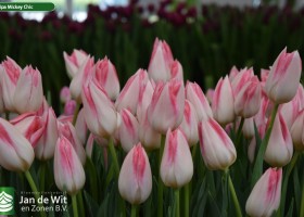 Tulipa Mickey Chic (3)