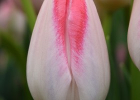 Tulipa Mickey Chic (4)