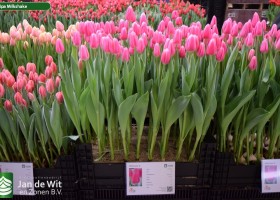 Tulipa Milkshake (1)