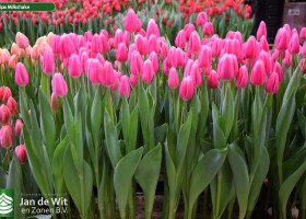 Tulipa Milkshake (2)