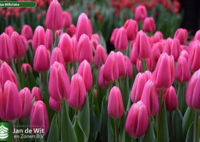 Tulipa Milkshake (3)