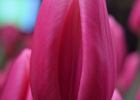 Tulipa Milkshake (4)