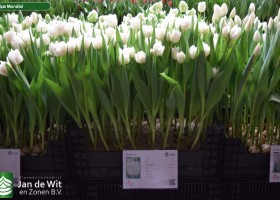 Tulipa Mondial (1)