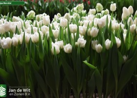 Tulipa Mondial (2)