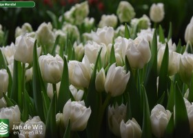 Tulipa Mondial (3)
