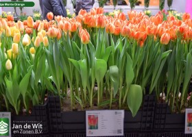 Tulipa Monte Orange (1)