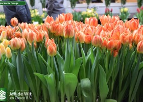 Tulipa Monte Orange (2)
