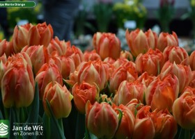 Tulipa Monte Orange (3)