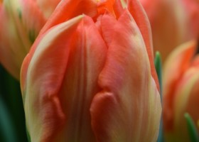 Tulipa Monte Orange (4)