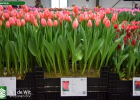 Tulipa Ninja (1)