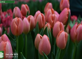 Tulipa Ninja (3)