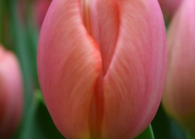Tulipa Ninja (4)
