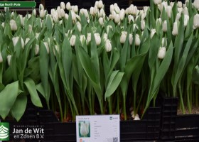 Tulipa North Pole (1)