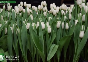 Tulipa North Pole (2)