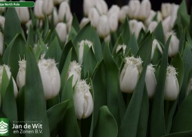 Tulipa North Pole (3)