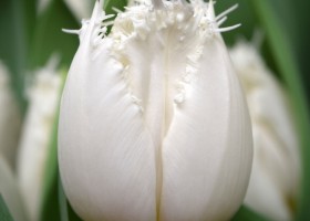 Tulipa North Pole (4)