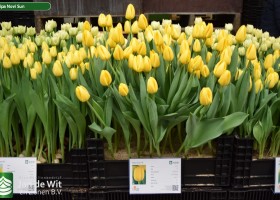 Tulipa Novi Sun (1)