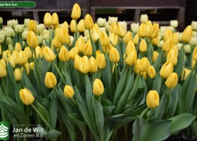 Tulipa Novi Sun (2)