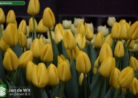 Tulipa Novi Sun (3)