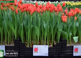 Tulipa Orange Juice (1)