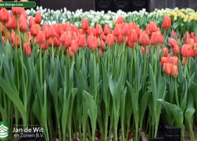 Tulipa Orange Juice (2)