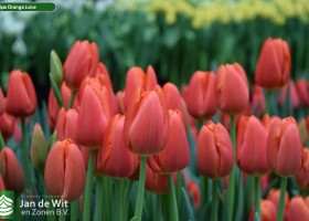 Tulipa Orange Juice (3)
