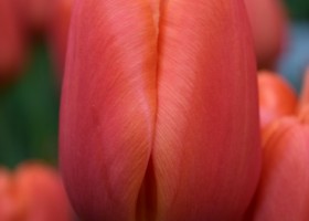 Tulipa Orange Juice (4)