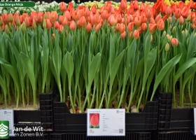 Tulipa Orange Ninja (1)