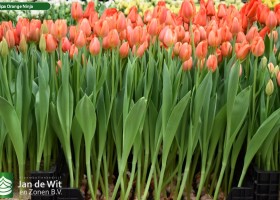 Tulipa Orange Ninja (2)