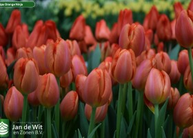 Tulipa Orange Ninja (3)