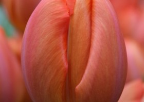 Tulipa Orange Ninja (4)