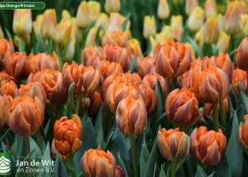 Tulip Trade Event 2019 assortment