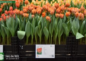 Tulipa Orange Princess (1)