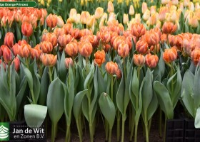 Tulipa Orange Princess (2)