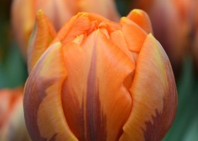 Tulipa Orange Princess (4)