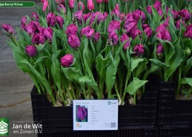 Tulipa Parrot Prince (1)