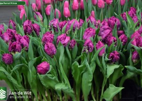 Tulipa Parrot Prince (2)