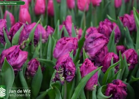 Tulipa Parrot Prince (3)