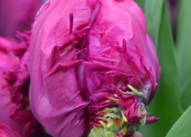 Tulipa Parrot Prince (4)