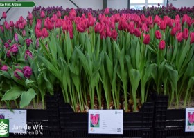Tulipa Pink Ardour (1)