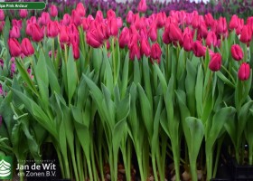 Tulipa Pink Ardour (2)